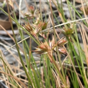 Juncus homalocaulis at Cavan, NSW - 7 Jan 2024