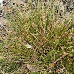 Juncus homalocaulis at Cavan, NSW - 7 Jan 2024