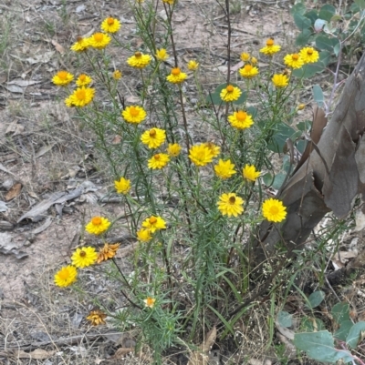 Xerochrysum viscosum (Sticky Everlasting) at Cavan, NSW - 7 Jan 2024 by JaneR