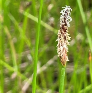 Eleocharis acuta at Cavan, NSW - 7 Jan 2024