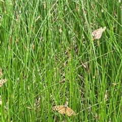 Eleocharis acuta at Cavan, NSW - 7 Jan 2024