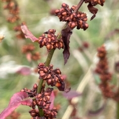 Rumex conglomeratus (Clustered Dock) at Cavan, NSW - 7 Jan 2024 by JaneR