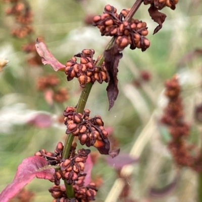 Rumex conglomeratus (Clustered Dock) at Cavan, NSW - 7 Jan 2024 by JaneR