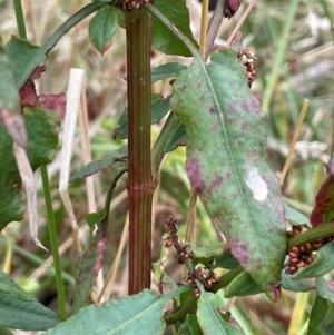 Rumex conglomeratus at Cavan, NSW - 7 Jan 2024 03:33 PM