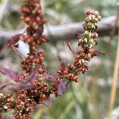 Rumex conglomeratus at Cavan, NSW - 7 Jan 2024 03:33 PM