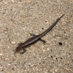 Lampropholis guichenoti (Common Garden Skink) at QPRC LGA - 7 Jan 2024 by Csteele4