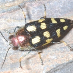 Astraeus (Astraeus) samouelli (A Jewel Beetle) at Uriarra Village, ACT - 8 Jan 2024 by Harrisi