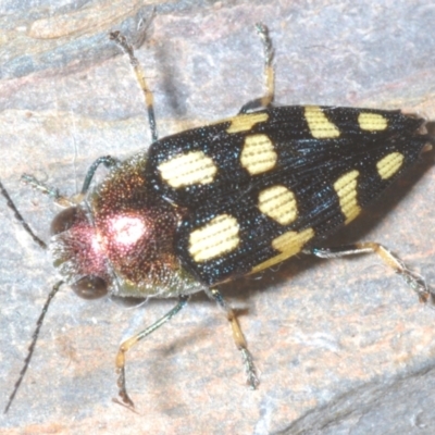 Astraeus (Astraeus) samouelli (A Jewel Beetle) at Lower Cotter Catchment - 7 Jan 2024 by Harrisi