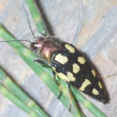 Astraeus (Astraeus) samouelli at Lower Cotter Catchment - 8 Jan 2024