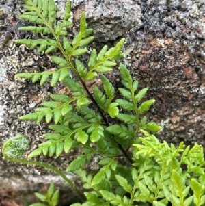 Cheilanthes austrotenuifolia at Cavan, NSW - 17 Aug 2023