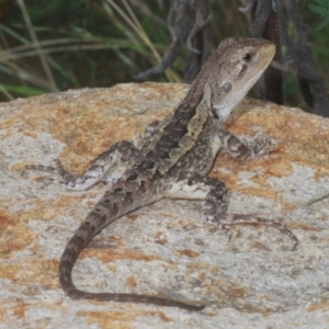 Amphibolurus muricatus at Lower Cotter Catchment - 7 Jan 2024 05:13 PM