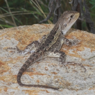 Amphibolurus muricatus at Lower Cotter Catchment - 7 Jan 2024 by Harrisi