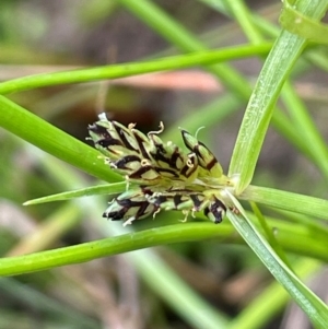 Cyperus sanguinolentus at Cavan, NSW - 7 Jan 2024 03:28 PM