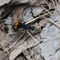 Calopompilus sp. (genus) (Spider wasp) at Higgins, ACT - 7 Jan 2024 by Untidy