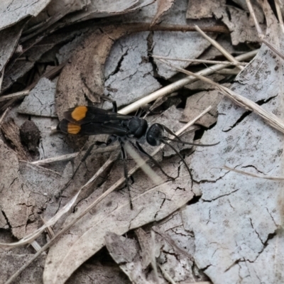 Calopompilus sp. (genus) (Spider wasp) at Higgins, ACT - 7 Jan 2024 by Untidy