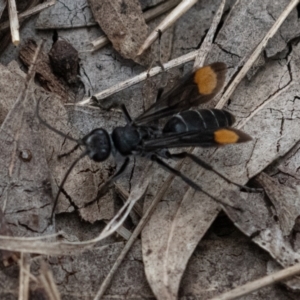 Calopompilus sp. (genus) at Cantor Crescent Woodland, Higgins - 7 Jan 2024