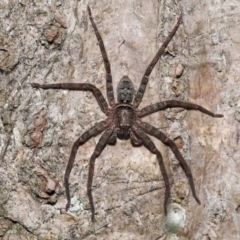 Heteropoda jugulans (Brown Huntsman Spider) at Capalaba, QLD - 28 Dec 2023 by TimL