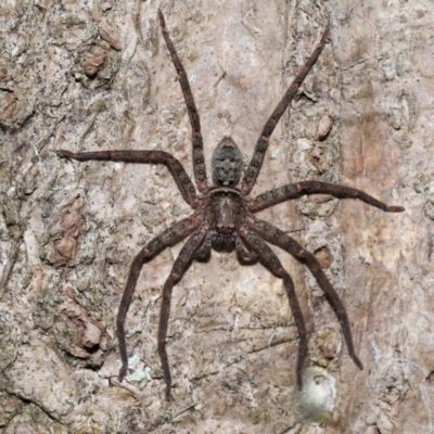 Unidentified Huntsman spider (Sparassidae) at Capalaba, QLD - 27 Dec 2023 by TimL