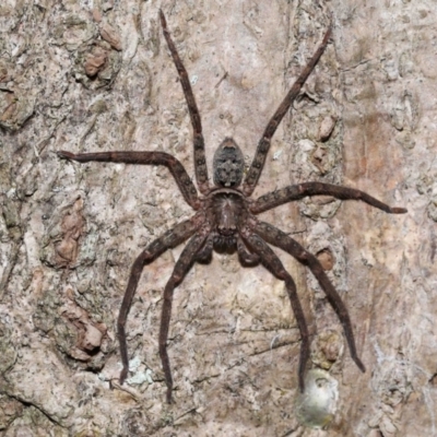 Heteropoda jugulans (Brown Huntsman Spider) at Capalaba, QLD - 28 Dec 2023 by TimL