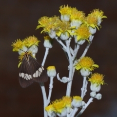 Nyctemera (genus) at Wellington Point, QLD - 7 Jan 2024 by TimL