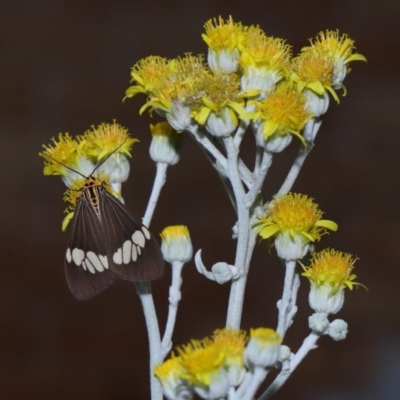 Nyctemera baulus (Asian Magpie Moth) at Wellington Point, QLD - 7 Jan 2024 by TimL