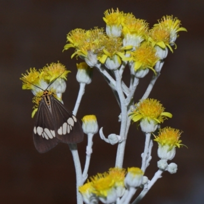 Nyctemera (genus) at Wellington Point, QLD - 7 Jan 2024 by TimL