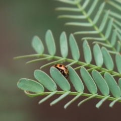 Peltoschema oceanica (Oceanica leaf beetle) at Cook, ACT - 30 Jan 2022 by Tammy