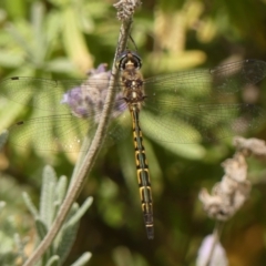 Hemicordulia australiae (Australian Emerald) at Wingecarribee Local Government Area - 6 Jan 2024 by Curiosity