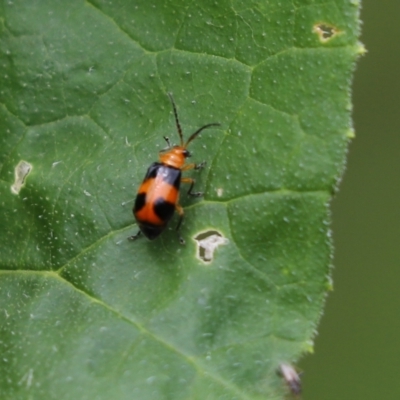 Aulacophora hilaris (Pumpkin Beetle) at Cook, ACT - 1 Feb 2022 by Tammy