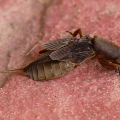 Gryllotalpa sp. (genus) (Mole Cricket) at Wingecarribee Local Government Area - 7 Jan 2024 by Curiosity