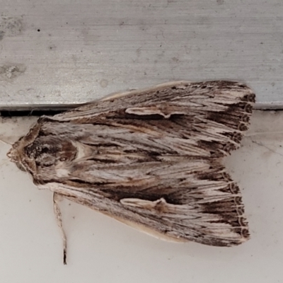 Persectania ewingii (Southern Armyworm) at Lyneham, ACT - 7 Jan 2024 by trevorpreston