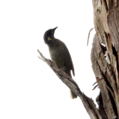 Meliphaga lewinii (Lewin's Honeyeater) at Green Cape, NSW - 20 Dec 2023 by JimL