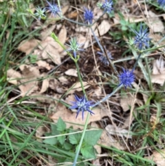 Eryngium ovinum (Blue Devil) at Gunning Bush Block - 2 Jan 2024 by SonyaDuus