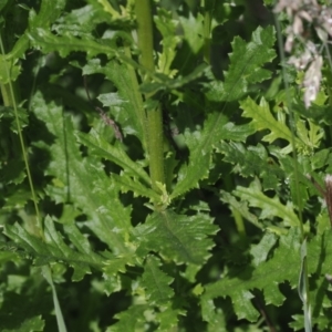 Senecio distalilobatus at Gibraltar Pines - suppressed