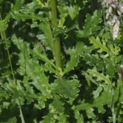 Senecio distalilobatus (Distal-lobe Fireweed) at Gibraltar Pines - 5 Jan 2024 by RAllen