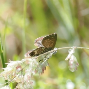 Neolucia hobartensis at Gibraltar Pines - suppressed