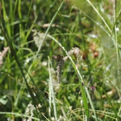 Neolucia hobartensis at Gibraltar Pines - suppressed