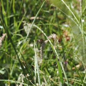 Neolucia hobartensis at Gibraltar Pines - suppressed