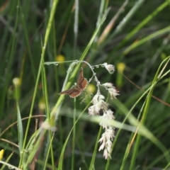 Neolucia hobartensis at Gibraltar Pines - suppressed