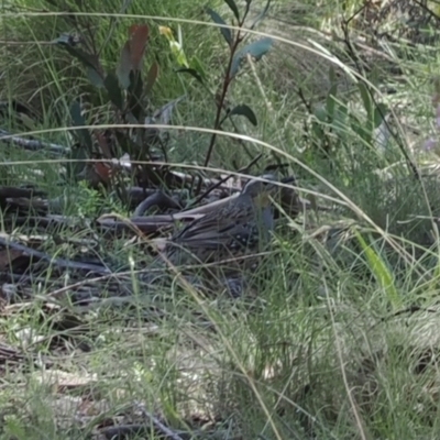 Cinclosoma punctatum (Spotted Quail-thrush) at Gibraltar Pines - 6 Jan 2024 by RAllen