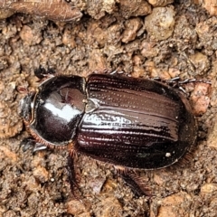 Dasygnathus sp. (genus) (Rhinoceros beetle) at Lyneham, ACT - 7 Jan 2024 by trevorpreston
