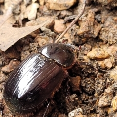 Dasygnathus sp. (genus) at Sullivans Creek, Lyneham South - 8 Jan 2024 09:54 AM