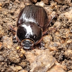 Dasygnathus sp. (genus) at Sullivans Creek, Lyneham South - 8 Jan 2024 09:54 AM