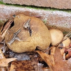 Scleroderma sp. (Scleroderma) at Sullivans Creek, Lyneham South - 8 Jan 2024 by trevorpreston