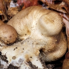 Scleroderma sp. at Sullivans Creek, Lyneham South - 8 Jan 2024