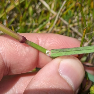 Deyeuxia carinata (Slender Bent-Grass) at Cotter River, ACT - 6 Jan 2024 by MattM