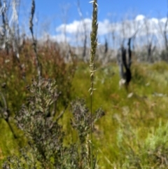 Deyeuxia carinata at Namadgi National Park - 6 Jan 2024