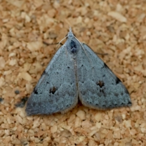 Dichromodes estigmaria at Moruya, NSW - suppressed