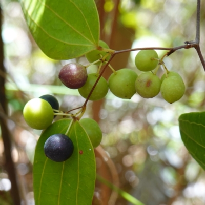 Smilax glyciphylla (Native Sarsaparilla) at Parma Creek Nature Reserve - 6 Jan 2024 by RobG1