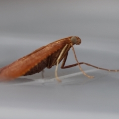 Endotricha ignealis at Moruya, NSW - suppressed